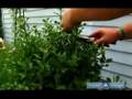 How to Prune & Care for Trees & Shrubs : How to Prune Shrub Bushes