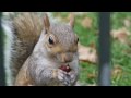 Squirrels in St. James's Park