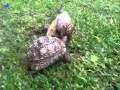 Tortoise helps friend who's flipped over