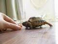 Tortoise chasing a tomato