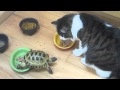 Small turtle attacks a fluffy cat