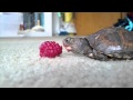 Baby Turtle Eating a Raspberry with Epic Music