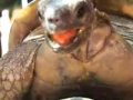 Turtle Moaning While Having Sex