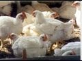 USDA Wants Poultry Producers to Regulate Themselves