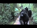 Touched by a Wild Mountain Gorilla (Non HD version)