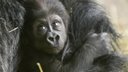 Cute Baby Gorilla's first steps