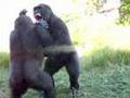 Gorilla Fight