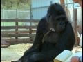 Koko: A Talking Gorilla [1/8]