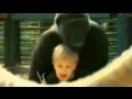 Toddler Plays With Gorilla: Caught on Tape, Father Discusses in Exclusive Interview