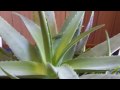 Herbal Medicine: Aloe Vera