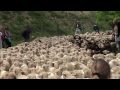 Fête de la Transhumance à Die - 2010 (Drôme - France)