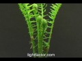 Time Lapse of Fern Sprouting