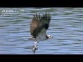 Osprey -- the ultimate fisher