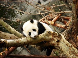 A little panda sleeping over a tree in the Chengdu research base of giant panda breeding