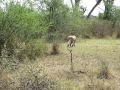 Lion vs. Brave Baboon Fight-West Serengeti Safari