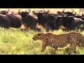 SERENGETI part 1 of 5 (2004)