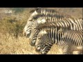 Planet Wissen - Serengeti, Paradies für Zebra, Löwe und Co