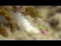 Coral reef of the Red Sea - Redeye Goby pt.2