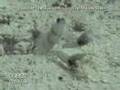 Gobies | Goby | Tropical Marine Life DVD