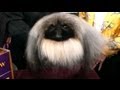 Best in Show: Westminster Dog Show 2012 Ends With Crowning of Malachy, a Pekingese, as Top Dog