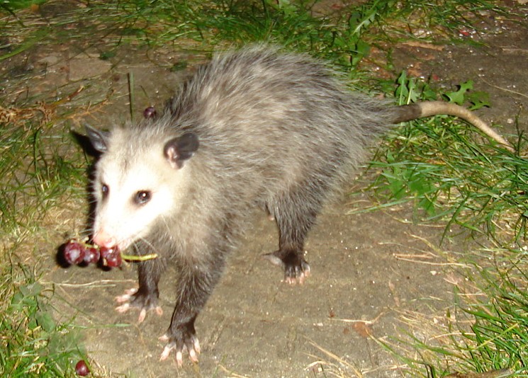 Opossum with grapes.jpg