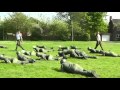 RAF Regt PGSC Part 2 - Skirmish.mp4