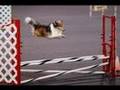 Agility Shelties