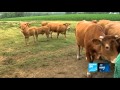 Reporters - Drought threatens French livestock farmers