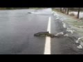 Why did the salmon cross the road? -komonews.com