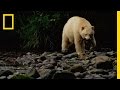 Untamed Americas - Spirit Bear Salmon Feast