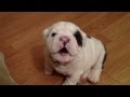 Bentley the Bulldog Puppy is fussy