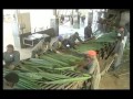 Sisal Fibre Production