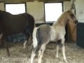 Westlands Stud Farm in Surrey