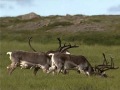 Reindeer in Amazing Iceland.