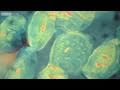 How did the evolution of complex life on Earth begin? - The Gene Code, Episode 1 - BBC Four