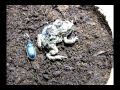 Epomis Beetle Attacks Toad