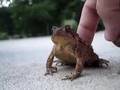 Toad Scratching