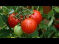 Organic gardening: How to grow an organic vegetable garden