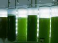 GOOD: Algae Life