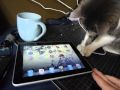 iggy investigates an ipad