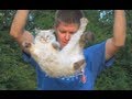 High Speed Video of Flipping Cats | Smarter Every Day 58 (Cute Cat vs Physics)