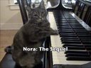 Nora The Piano Cat: The Sequel - Better than the original!