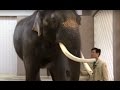 Scientists confirm South Korean Elephant can talk