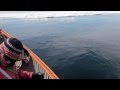 Whales Almost Hit Canoe and Swim Underneath. Crazy! Big Miracle!