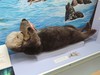 Sea otter at Exhibit in the Pacific Grove Museum of Natural History, Pacific Grove, California, USA.