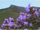 Neelakurinji flowers, Munnar Kerala India