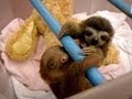 Baby Sloths Get Swaddled | Too Cute