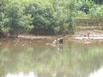 A woman searches for oysters in a stream in Freetown, Sierra Leone.