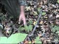 Identifying Ginseng and Goldenseal