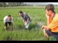 10. IRRI Agronomy Challenge: Are Insects a Problem? (2 & 6 February 2012)